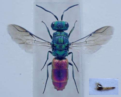Réf. 264 436 : Chrysis angustula